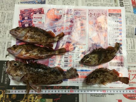 ガシラのデイゲーム