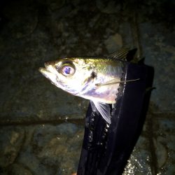 短時間アジング