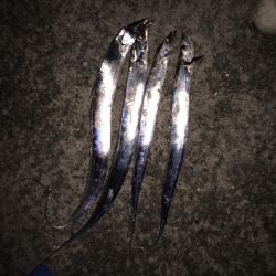 今季初太刀魚釣行