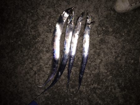 今季初太刀魚釣行