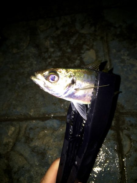 短時間アジング