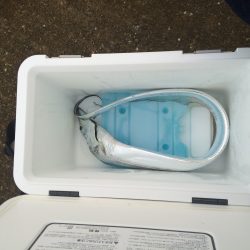 早朝ボイルで爆釣の筈が、、、