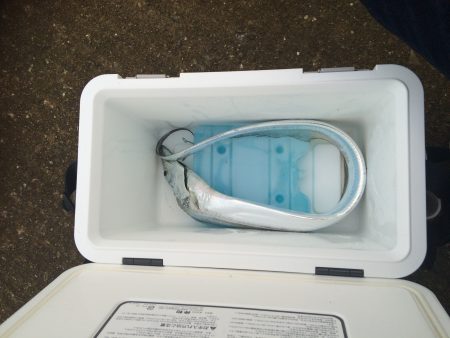 早朝ボイルで爆釣の筈が、、、