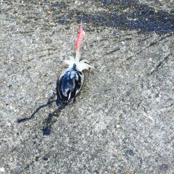 激しぶの中の一杯(コウイカ)！！