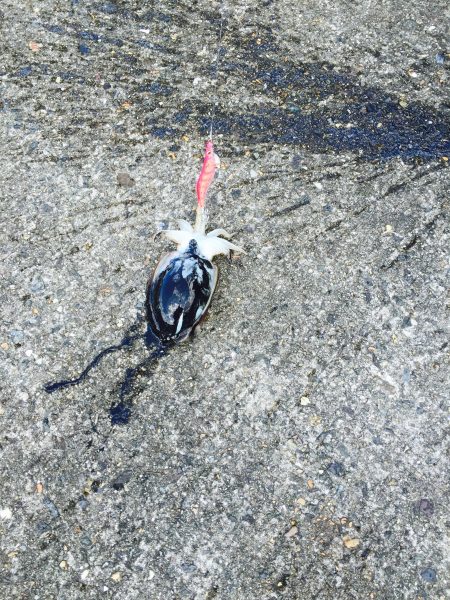 激しぶの中の一杯(コウイカ)！！