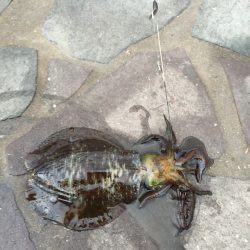 爆風でもアタリは多い