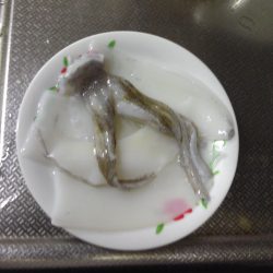 今週もイカ１匹！