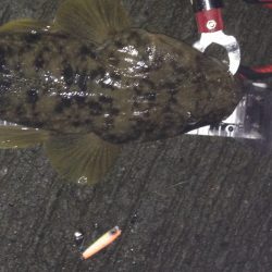 ナイトマゴチ！