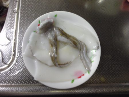 今週もイカ１匹！