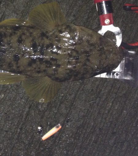 ナイトマゴチ！