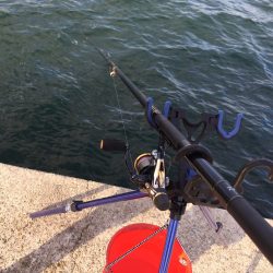 まだケンサキイカが…