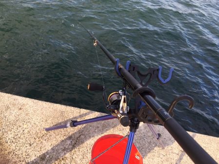 まだケンサキイカが…