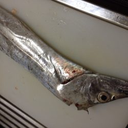 初ポーアイ沖行ってきました