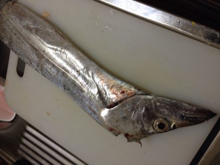 初ポーアイ沖行ってきました