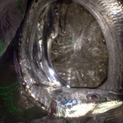 ワインドタチウオ