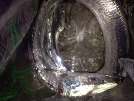 ワインドタチウオ