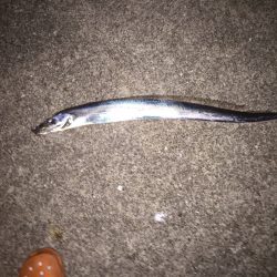 ゲキシブの中での価値ある一匹