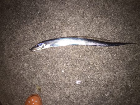 ゲキシブの中での価値ある一匹