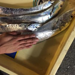 武庫川初太刀魚