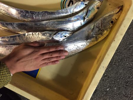 武庫川初太刀魚