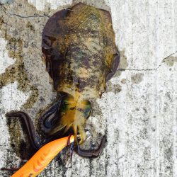 サーフエギング