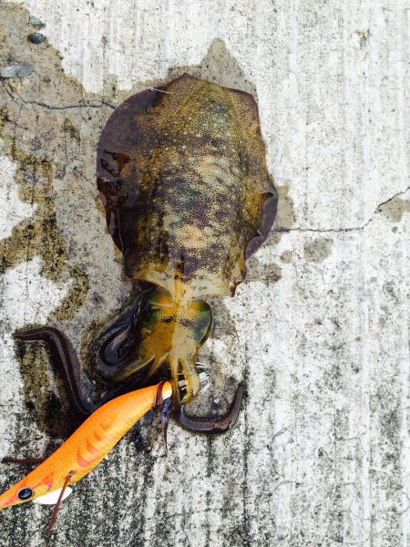 サーフエギング