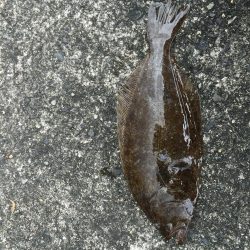 ウリ坊でもつれました