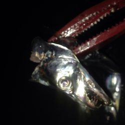 ワインドタチウオ