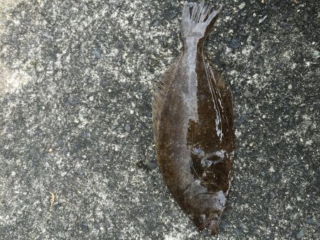 ウリ坊でもつれました