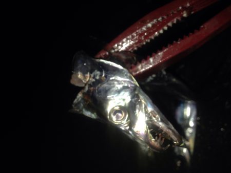 ワインドタチウオ