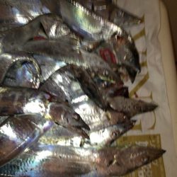 ベルトサイズ爆釣！