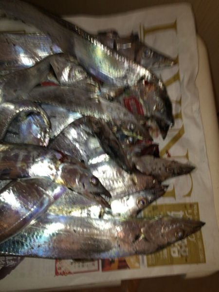 ベルトサイズ爆釣！