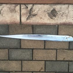 ジグでタチウオ