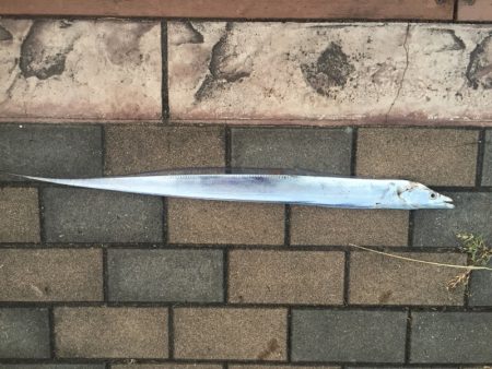 ジグでタチウオ