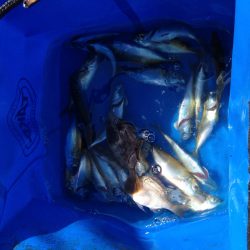 サビキ釣り！！！