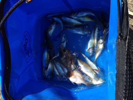 サビキ釣り！！！