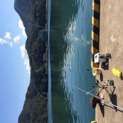 またまたサヨリ