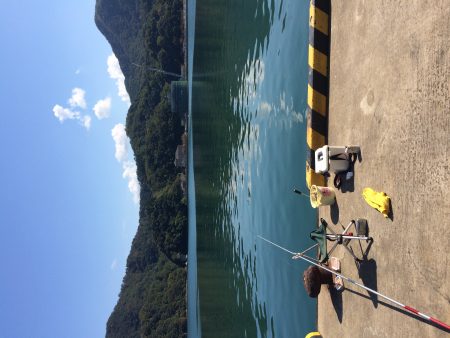 またまたサヨリ