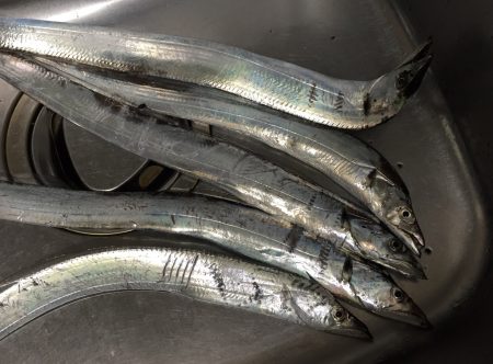 連夜のタチウオ残業