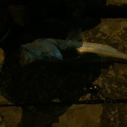 初ランカーシーバス