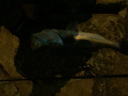 初ランカーシーバス