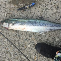 青物。初サワラ