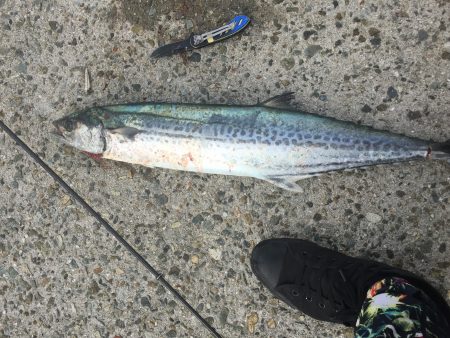 青物。初サワラ