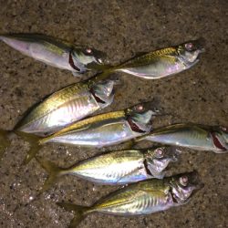 アジング最高！