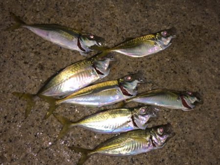 アジング最高！