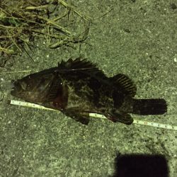 アジング…タケノコメバル