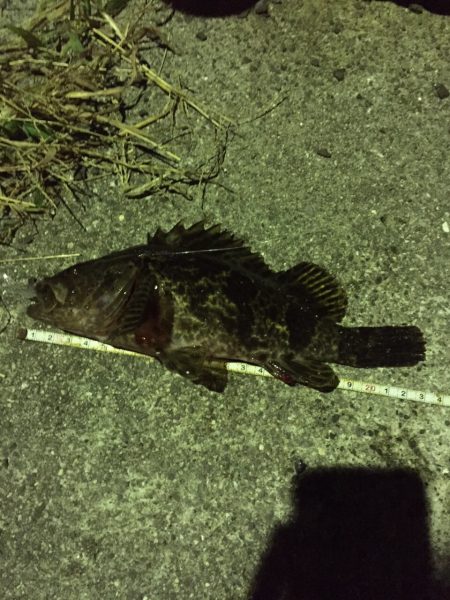 アジング…タケノコメバル