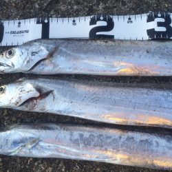 一文字 ワインド！タチウオ！