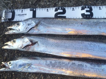 一文字 ワインド！タチウオ！