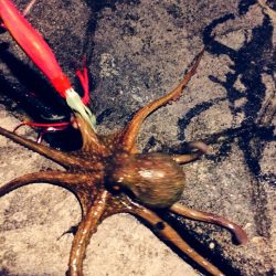 アジ、サヨリ爆釣in 舞鶴親海公園